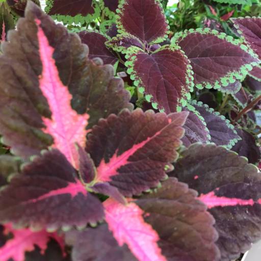 Cóleus  em Botucatu, SP por Botucatu Garden