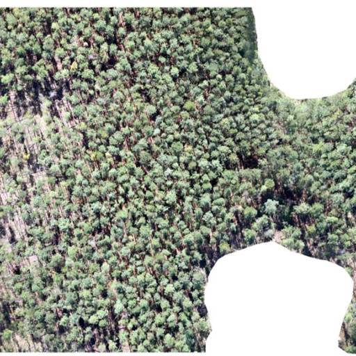 Comprar o produto de Mapeamento de Cobertura Florestal em Consultoria pela empresa Spectrum Inteligência Agro Florestal em Botucatu, SP por Solutudo