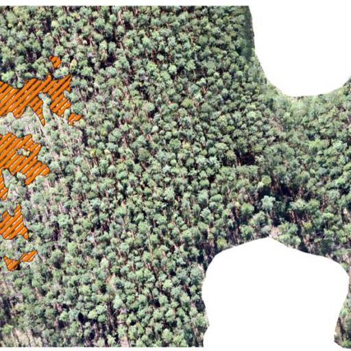 Mapeamento de Cobertura Florestal em Botucatu, SP por Spectrum Inteligência Agro Florestal
