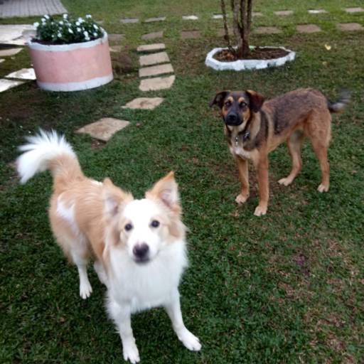 Cães de Porte Médio em Atibaia, SP por Hotel da Vivi