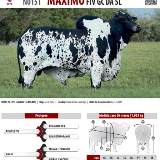 Touro Nelore Pintado Máximo FIV GC da SL (N0151)