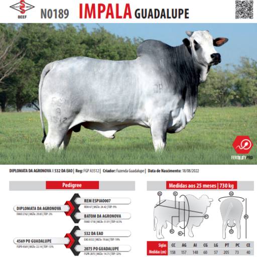 Touro Nelore Impala Guadalupe (N0189)