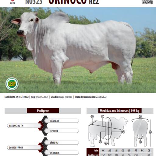 Touro Nelore Orinoco REZ (N0323)