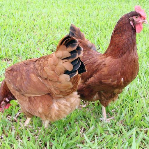 Ração Postura Peletizada Ovomil imbramil 25 kg em Bom Jesus dos Perdões, SP por Agropecuária Lukan