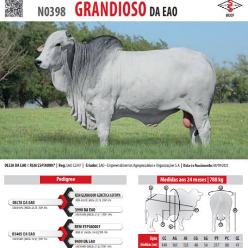 Touro Nelore Grandioso da EAO (N0398)