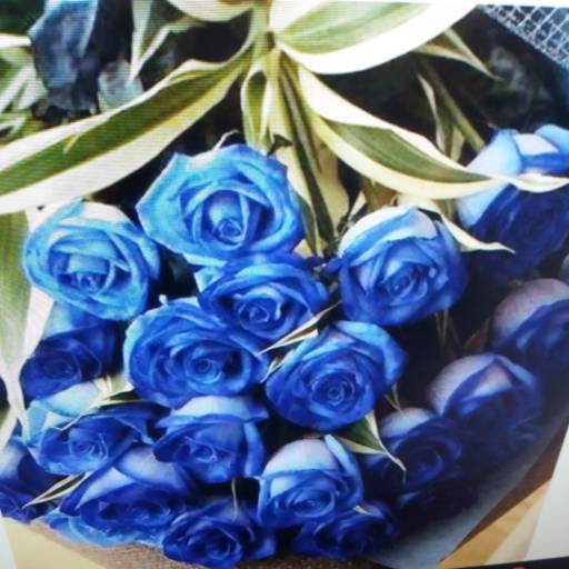 Comprar o produto de Buquê de rosas azuis... em A Classificar pela empresa Floricultura Florapark em Foz do Iguaçu, PR por Solutudo