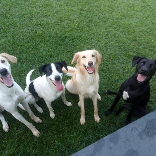 Cães de Porte Grande em Atibaia, SP por Hotel da Vivi