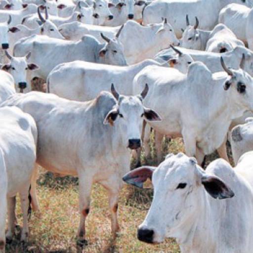 Sal Moido 25 kg em Bom Jesus dos Perdões, SP por Agropecuária Lukan