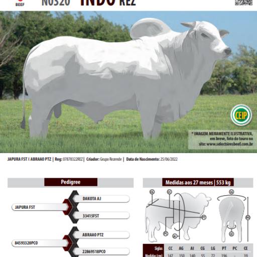 Touro Nelore Indo REZ (N0320)