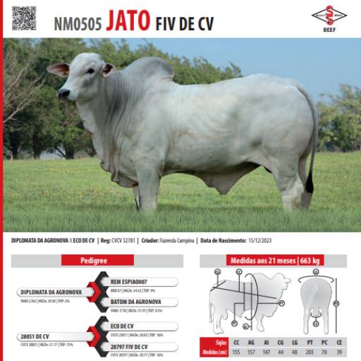 Touro Nelore Jato FIV de CV (NM0505)