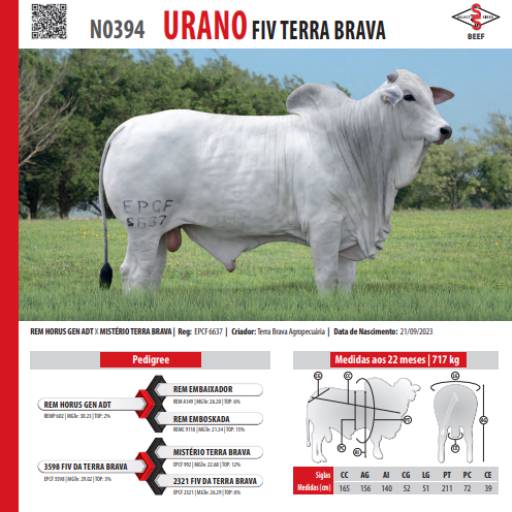 Touro Nelore Urano FIV Terra Brava (N0394)