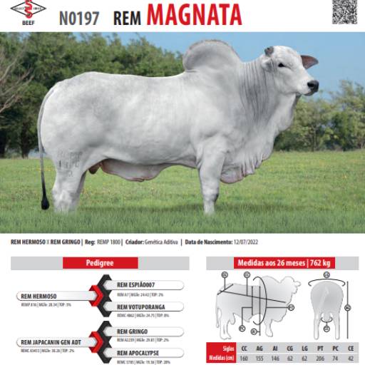 Touro Nelore Rem Magnata (N0197)