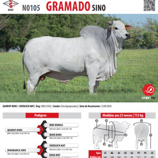 Touro Nelore Gramado SINO (N0105)