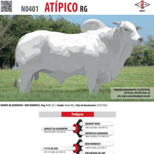 Touro Nelore RGMC 20 – Embate (RGMC 20)