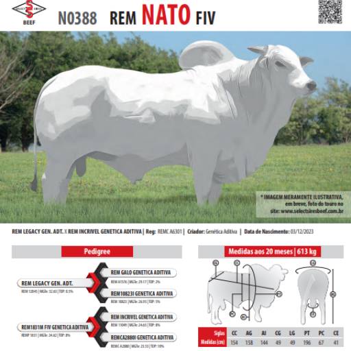 Touro Nelore Rem Nato FIV (N0388)