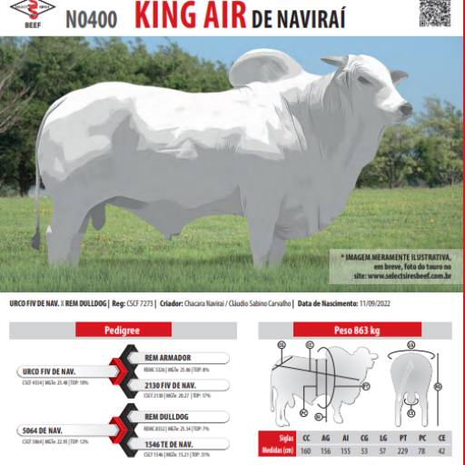 Touro Nelore King Air de Naviraí (N0400)