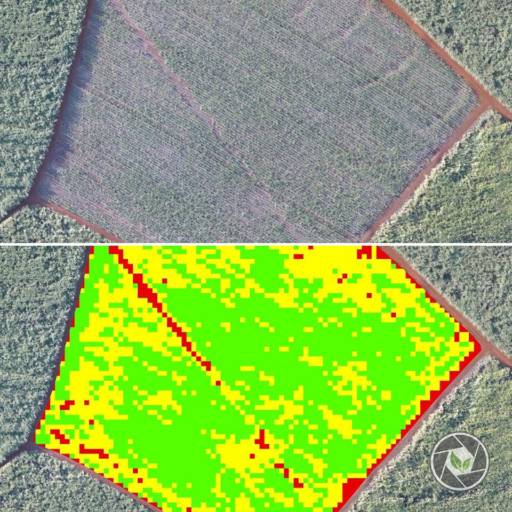Índices Vegetativos em Botucatu, SP por Spectrum Inteligência Agro Florestal