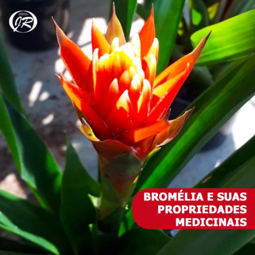 Planta Bromélia ou Caraguatá em Americana, SP por JR Gramas & Paisagismo