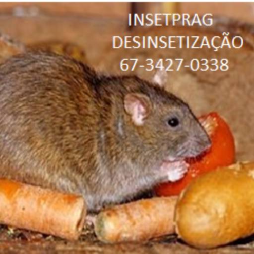 Comprar o produto de Controle para Ratos em Outros Serviços pela empresa Insetprag Desinsetizacao Ltda em Dourados, MS por Solutudo