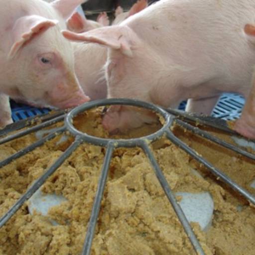 Ração Sui Engorda Farelada em Bom Jesus dos Perdões, SP por Agropecuária Lukan