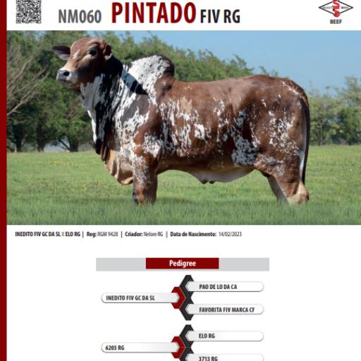 Touro Nelore Pintado FIV RG (NM060)