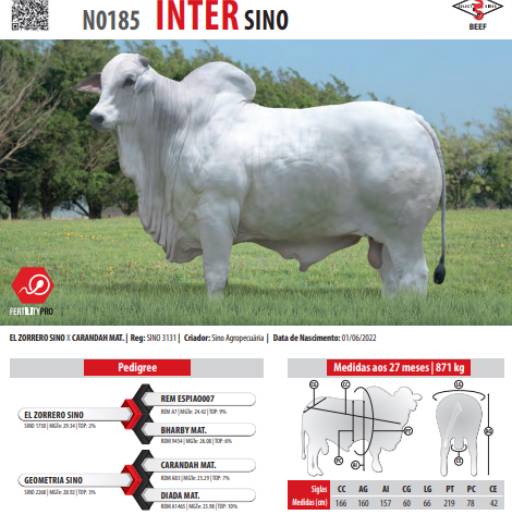 Touro Nelore Inter SINO (N0185)