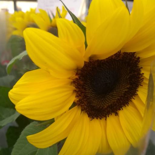 Girassol  em Botucatu, SP por Botucatu Garden