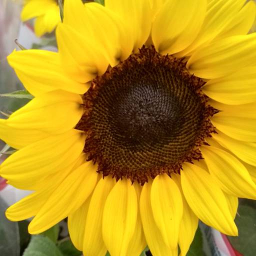 Girassol  em Botucatu, SP por Botucatu Garden