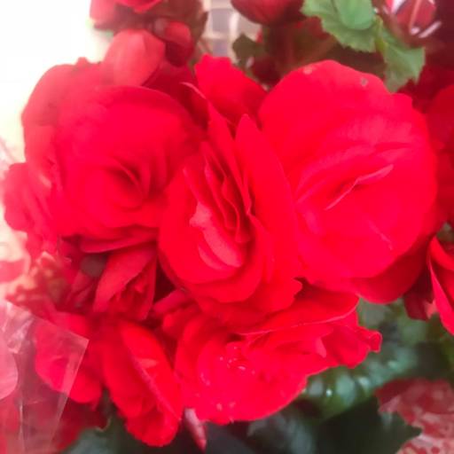 Baú Amor Completo  por Flor de lis - Floricultura e Presentes