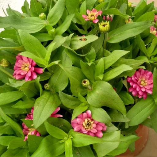 Zinia  por Botucatu Garden