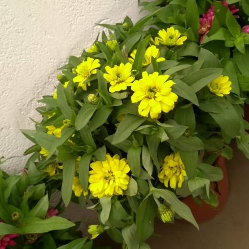 Zinia  por Botucatu Garden