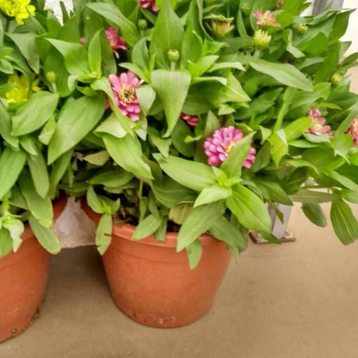 Zinia  por Botucatu Garden