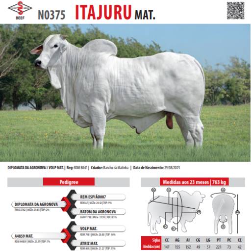 Touro Nelore Itajuru Mat. (N0375)