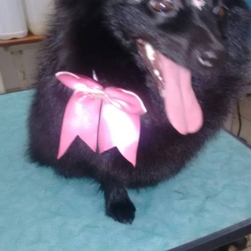 Banho em Dog