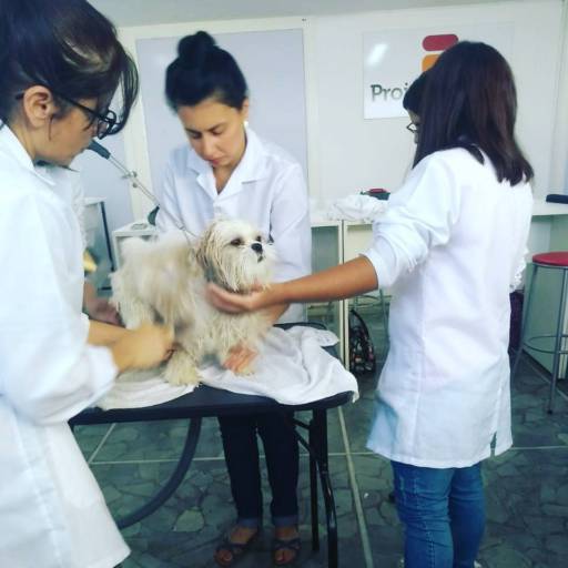 CURSO DE AUXILIAR DE VETERINÁRIO E PET SHOPS por Projeta Cursos Profissionalizantes 