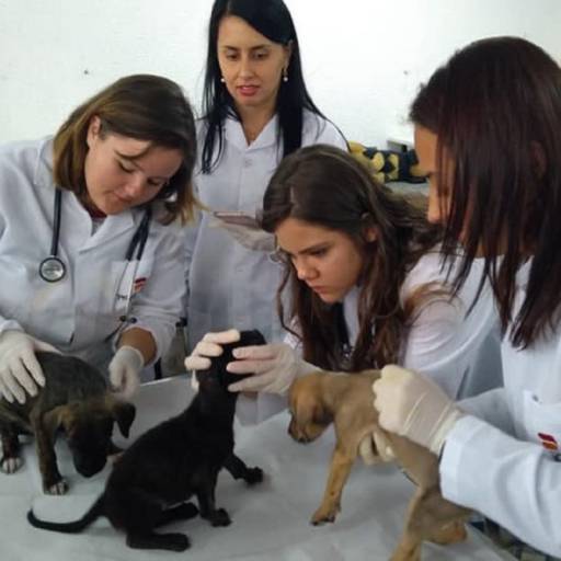CURSO DE AUXILIAR DE VETERINÁRIO E PET SHOPS por Projeta Cursos Profissionalizantes 