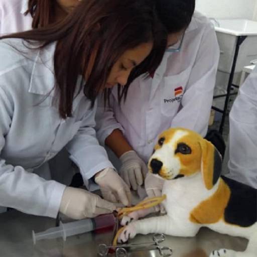 CURSO DE AUXILIAR DE VETERINÁRIO E PET SHOPS por Projeta Cursos Profissionalizantes 
