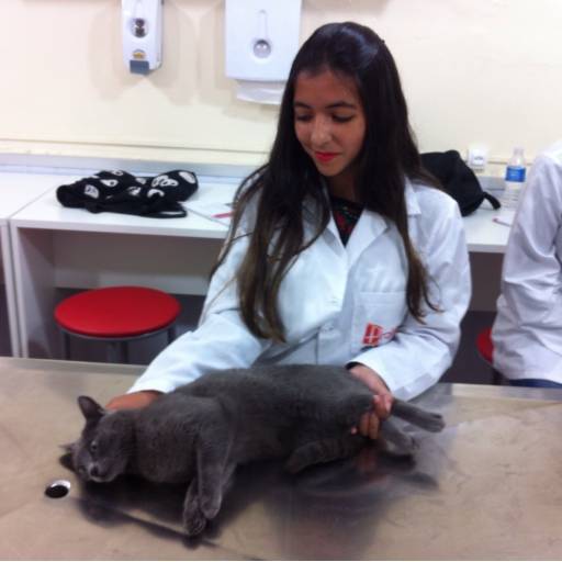 CURSO DE AUXILIAR DE VETERINÁRIO E PET SHOPS por Projeta Cursos Profissionalizantes 