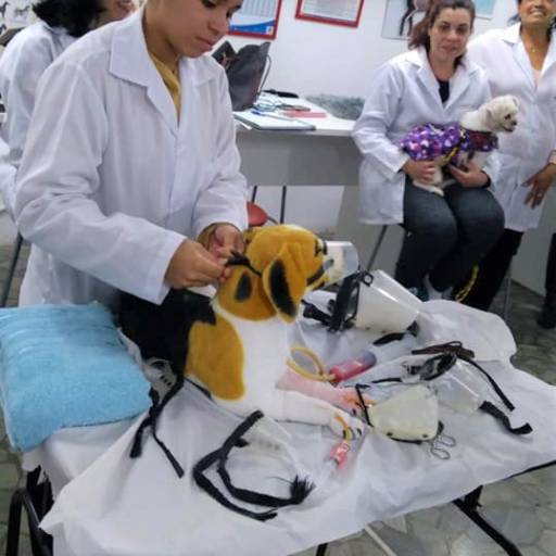 CURSO DE AUXILIAR DE VETERINÁRIO E PET SHOPS por Projeta Cursos Profissionalizantes 