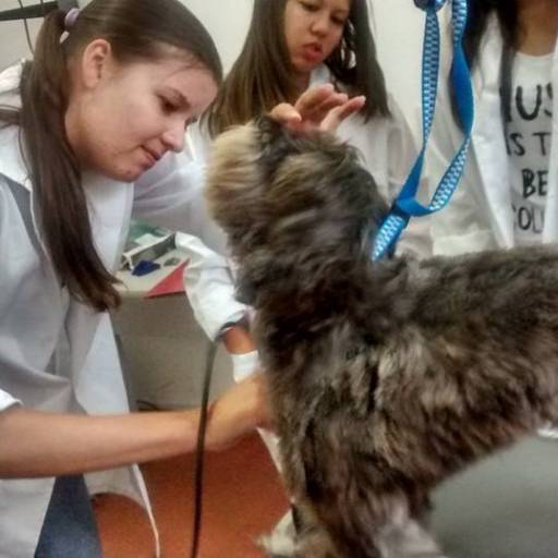 CURSO DE AUXILIAR DE VETERINÁRIO E PET SHOPS por Projeta Cursos Profissionalizantes 