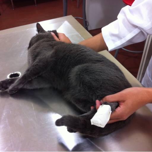 CURSO DE AUXILIAR DE VETERINÁRIO E PET SHOPS por Projeta Cursos Profissionalizantes 