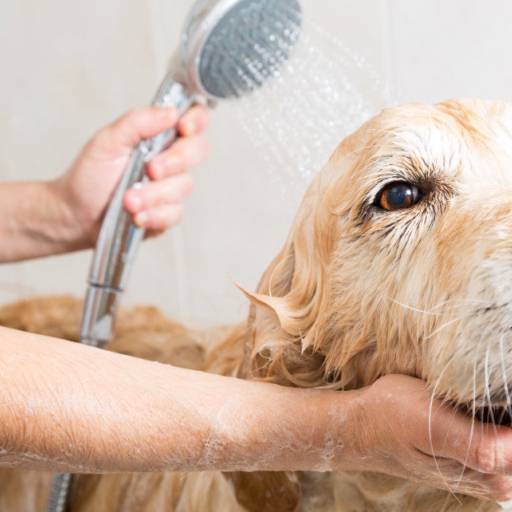 Banho com Hidratação por Lukan - Hotel para Cachorro