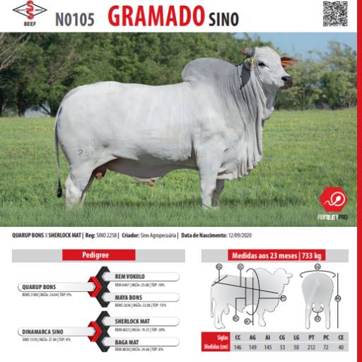 Touro Nelore Gramado SINO (N0105)