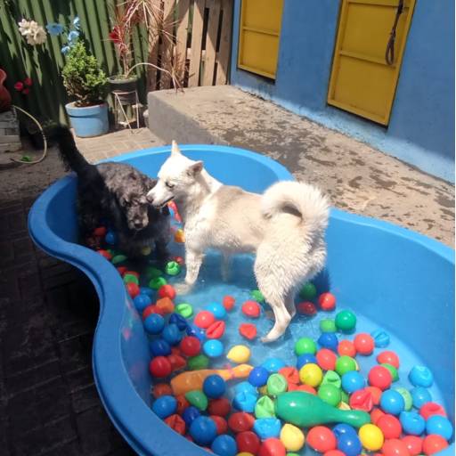 Área de Lazer com Piscina em Atibaia, SP por Hotel da Vivi - Hotel para Cachorros e Gatos