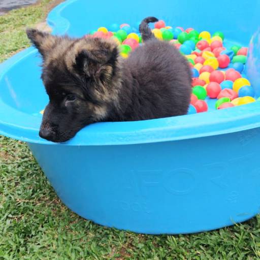 Área de Lazer com Piscina em Atibaia, SP por Hotel da Vivi - Hotel para Cachorros e Gatos