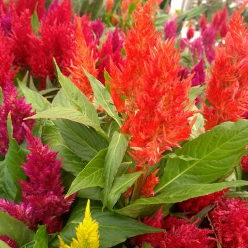 Celósia  em Botucatu, SP por Botucatu Garden