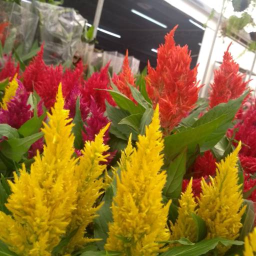 Celósia  em Botucatu, SP por Botucatu Garden