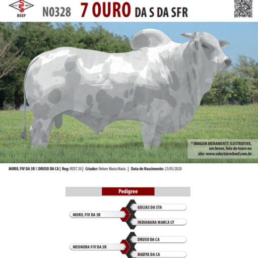 Touro Nelore Pintado 7 Ouro da S da SFR (N0328)