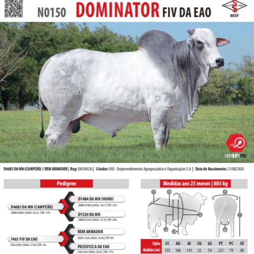 Touro Nelore El Sayan FIV da EAO (EAO B4556)