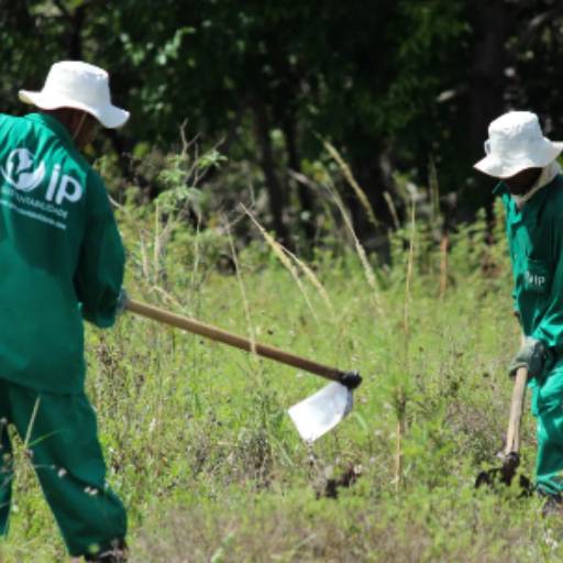 Manutenção de Áreas Verdes